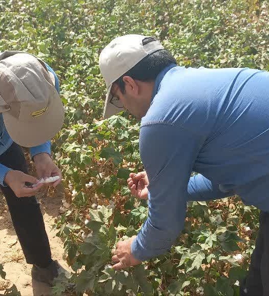 مزارع تکثیر بذر پنبه و نهالستان های شهرستان بشرویه