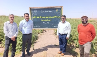 پایش موفقیت‌آمیز مزارع پنبه شهرستان سرایان؛ عدم مشاهده آفات کلیدی و تأکید بر مدیریت آبیاری پیش از برداشت