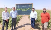 پایش موفقیت‌آمیز مزارع پنبه شهرستان سرایان؛ عدم مشاهده آفات کلیدی و تأکید بر مدیریت آبیاری پیش از برداشت