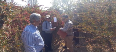 &quot;چند قدم کوتاه اما نفس گیر تا معرفی و ثبت اولین رقم زرشک بیدانه دنیا&quot;