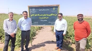 پایش موفقیت‌آمیز مزارع پنبه شهرستان سرایان؛ عدم مشاهده آفات کلیدی و تأکید بر مدیریت آبیاری پیش از برداشت